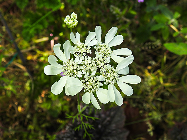 20220607 1272CPw [D~LIP] Strahlen-Breitsame (Orlaya grandiflora), Bad Salzuflen