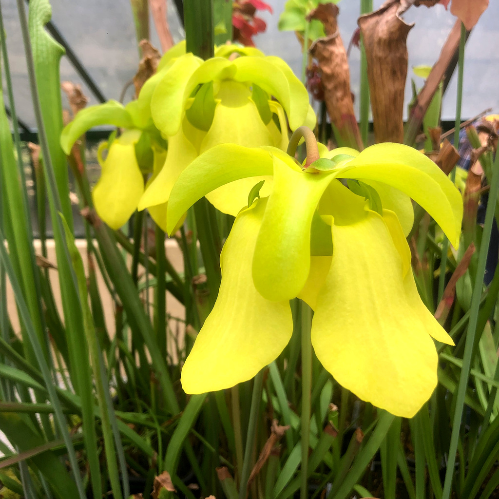 Dangerous beauty. Sarracenia alata.