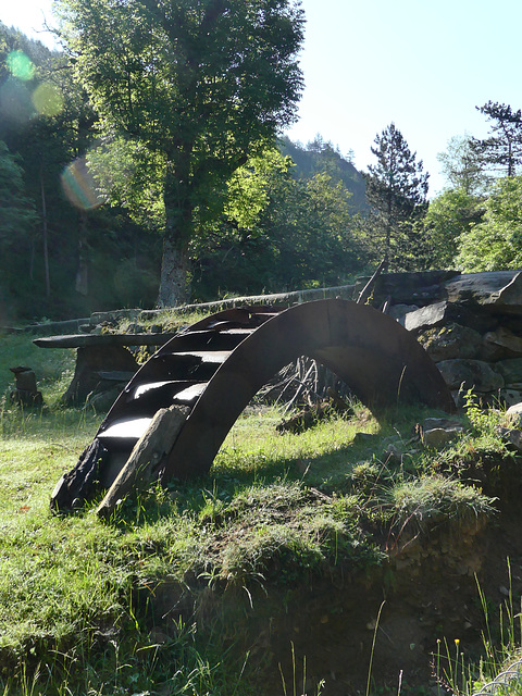 20230606 -08 Lozère tritons (53)