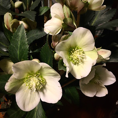 Christmas roses.