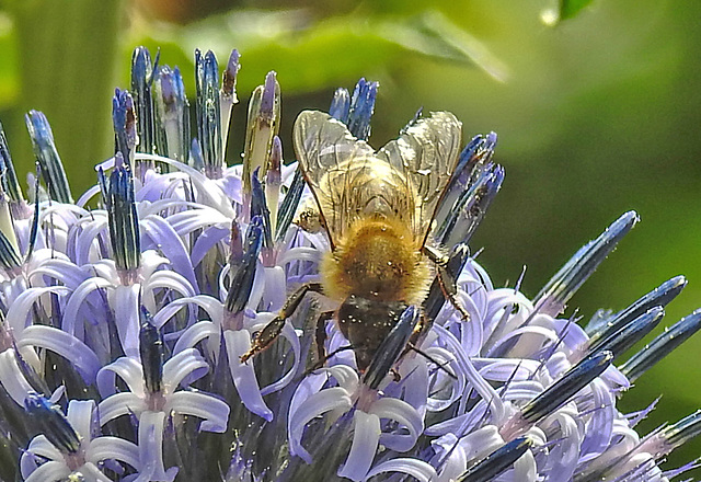 20230716 2232CPw [D~LIP] Kugeldistel, Honigbiene, Bad Salzuflen