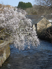 le printemps à Pont Aven