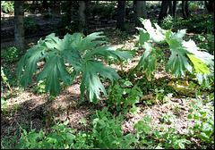 Feuilles géantes (2)