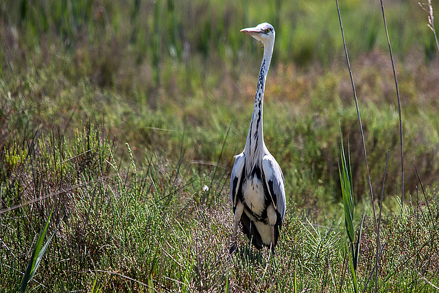 20150518 7908VRTw [R~F] Graureiher (Ardea cinerea), Parc Ornithologique, Camargue