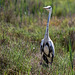 20150518 7908VRTw [R~F] Graureiher (Ardea cinerea), Parc Ornithologique, Camargue