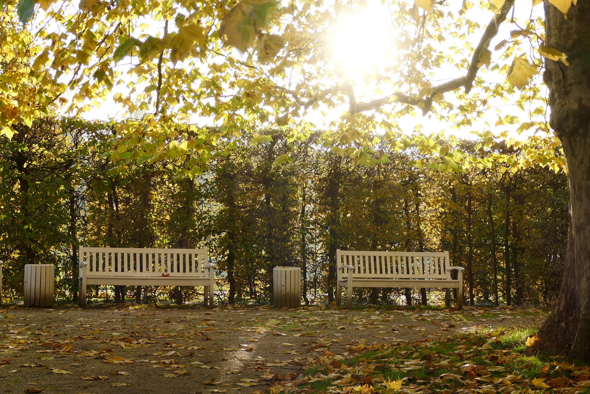 Dresden - Schlosspark Pillnitz