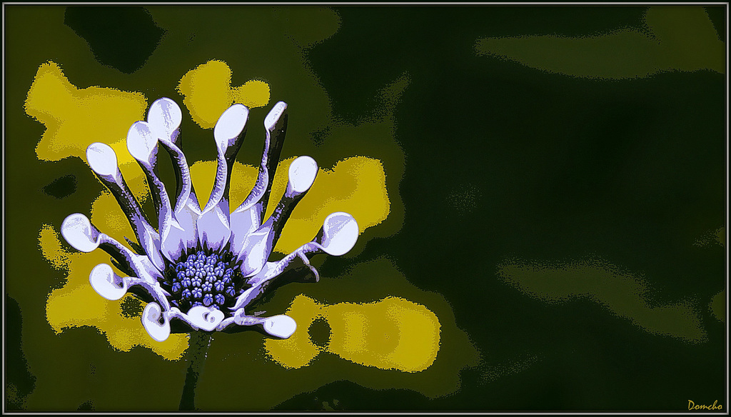 Dimorphotheca