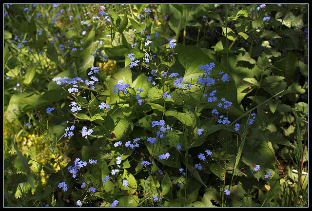 Brunnera (4)