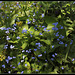 Brunnera (4)