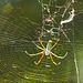 Spiders and web, Nariva Swamp afternoon, Trinidad