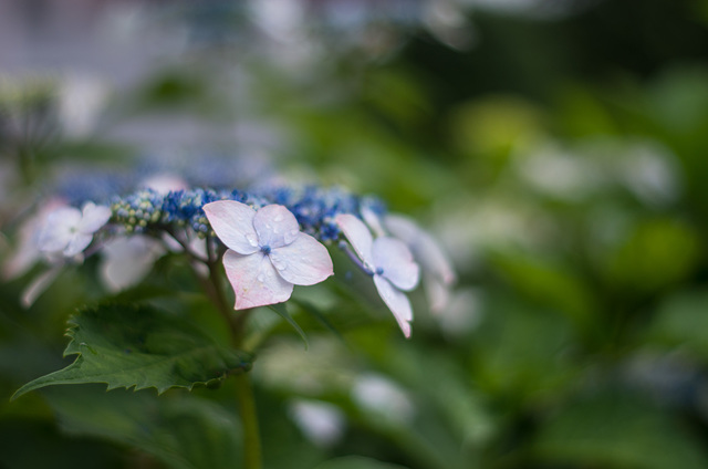 Hydrangea in the rain