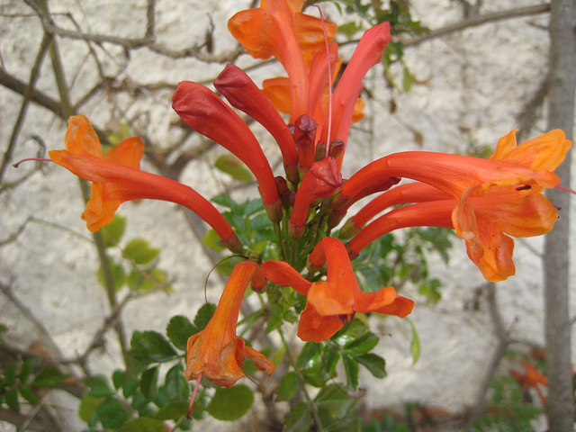 Blumen/Pflanzen am Küstenwanderweg bei Roses