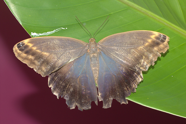 IMG_4624NaturalHistoryMuseumLondonButterflyCanon60mm