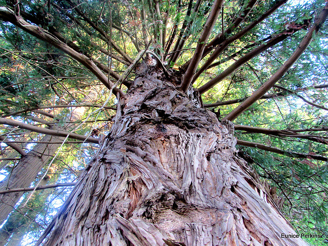 Viewed From Below.