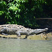 Mexico, Adult Alligator in the Canyon of Sumidero