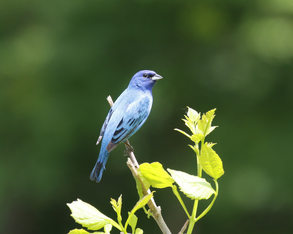passerin indigo / indigo bunting
