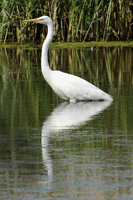 EOS 90D Peter Harriman 10 32 14 82121 greatWhiteHeron dpp