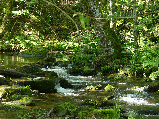 20230606 -08 Lozère tritons (55)