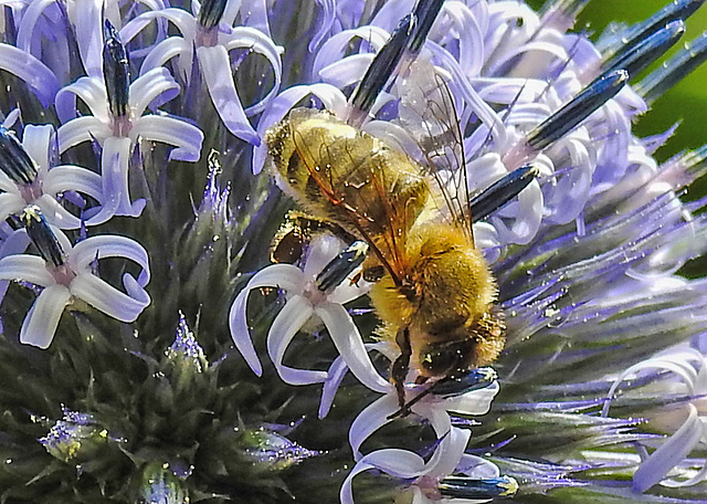 20230716 2233CPw [D~LIP] Kugeldistel, Honigbiene, Bad Salzuflen