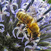 20230716 2233CPw [D~LIP] Kugeldistel, Honigbiene, Bad Salzuflen
