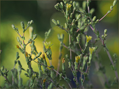 Lettuce and lemonade