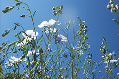 Bleu à l'horizon ! Bleu à l'horizon !