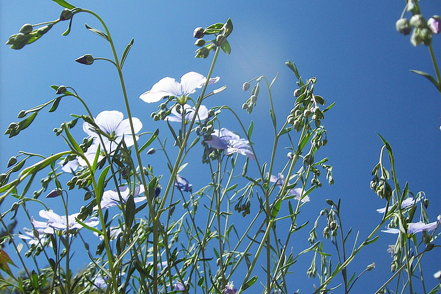 Bleu à l'horizon !