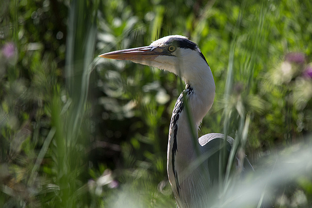 20150518 7915VRTw [R~F] Graureiher (Ardea cinerea), Parc Ornithologique, Camargue