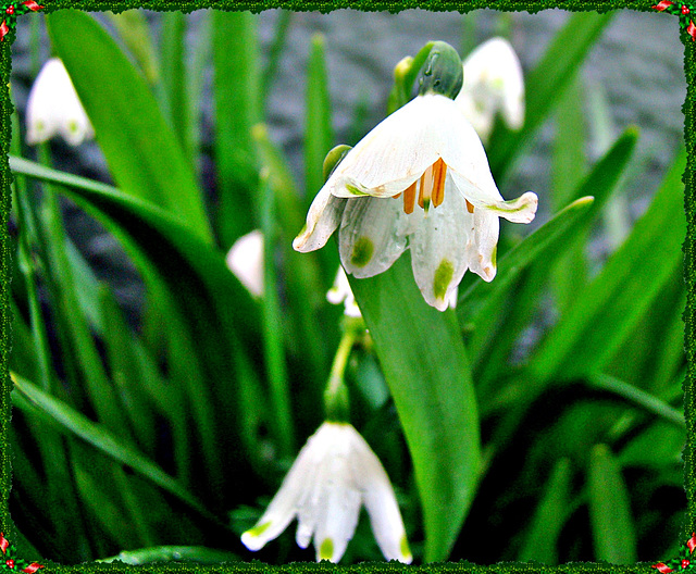 Snowdrops.