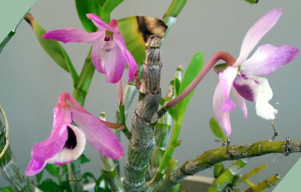 The three orchids flowers