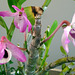 The three orchids flowers