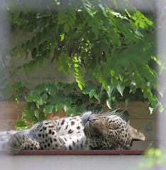 Schlafender Leopard (Wilhelma)