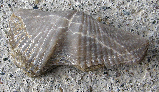 Fossil found at Lake Huron
