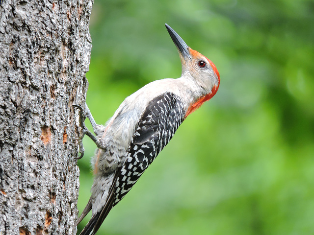 Red-bellied Woodpecker