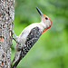 Red-bellied Woodpecker