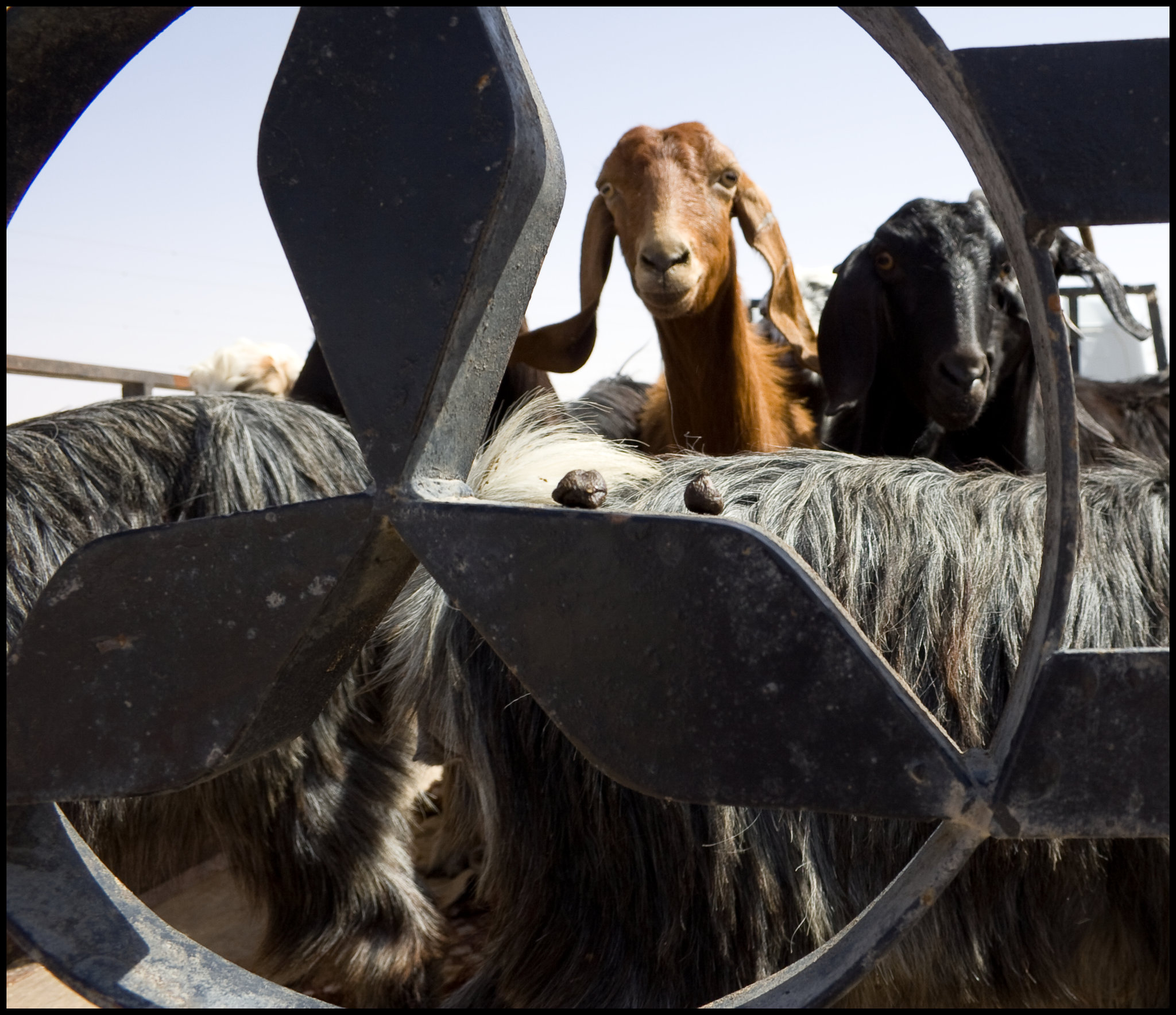 Goat market
