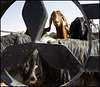 Goat market