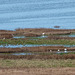 Egrets on the River Dee marshes