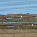 Egrets on the River Dee marshes Egrets on the River Dee marshes