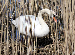 Schwan auf dem Nest