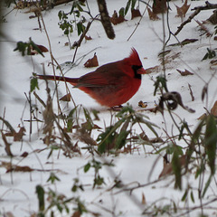Northern cardinal (M)