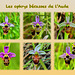 Les ophrys bécasses