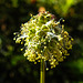 20220607 1274CPw [D~LIP] Kleiner Wiesenknopf (Sanguisorba minor), Bad Salzuflen