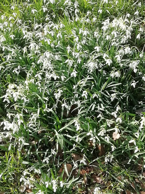 Frühblüher l