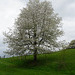 Eindrucksvoller Kirschbaum bei trübem Wetter