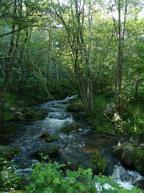 20230606 -08 Lozère tritons (56)