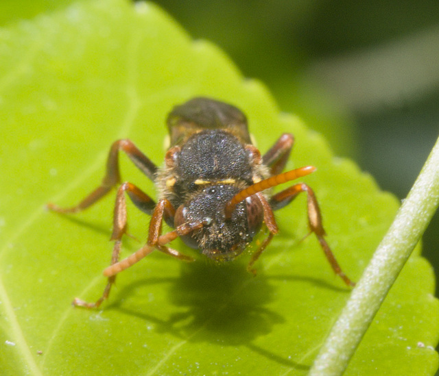 IMG 9357 Nomada Bee-1