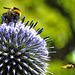 20230716 2234CPw [D~LIP] Kugeldistel, Dunkle Erdhummel (Bombus terrestris), Behaarte Schwebfliege (Syrphus torvus), Bad Saluflen