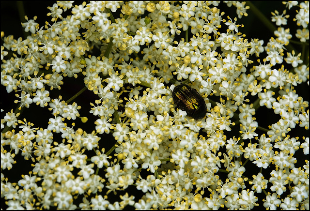Rosenkäfer badet im Blütenmeer