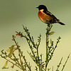 SAXICOLA RUBICOLA
